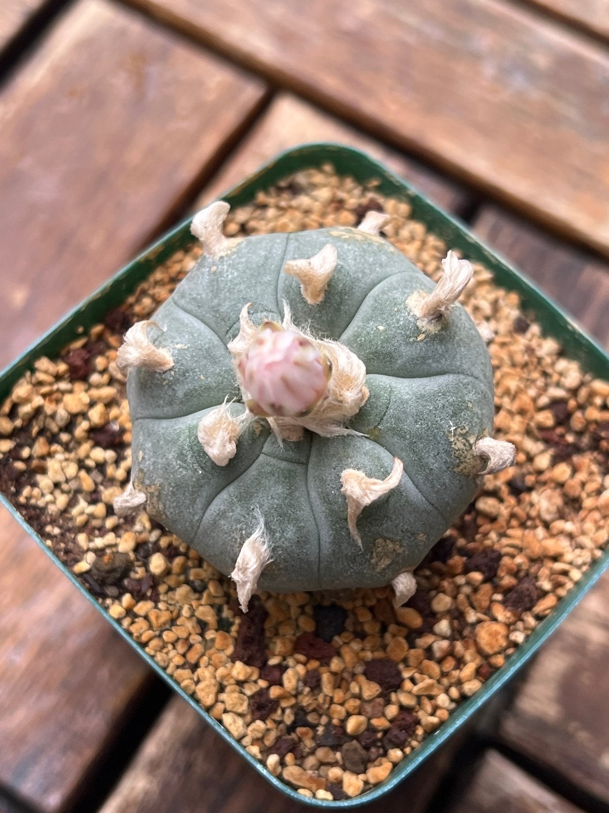 Lophophora Williamsii - Peyote Cactus, Overige soorten, Volle zon, Vaste plant, Ophalen of Verzenden