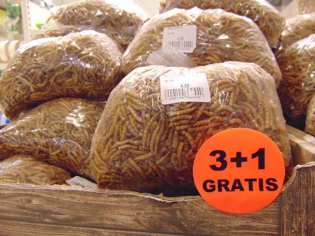 Meelwormen 3+1 gratis in Assen., Ophalen, Vogel