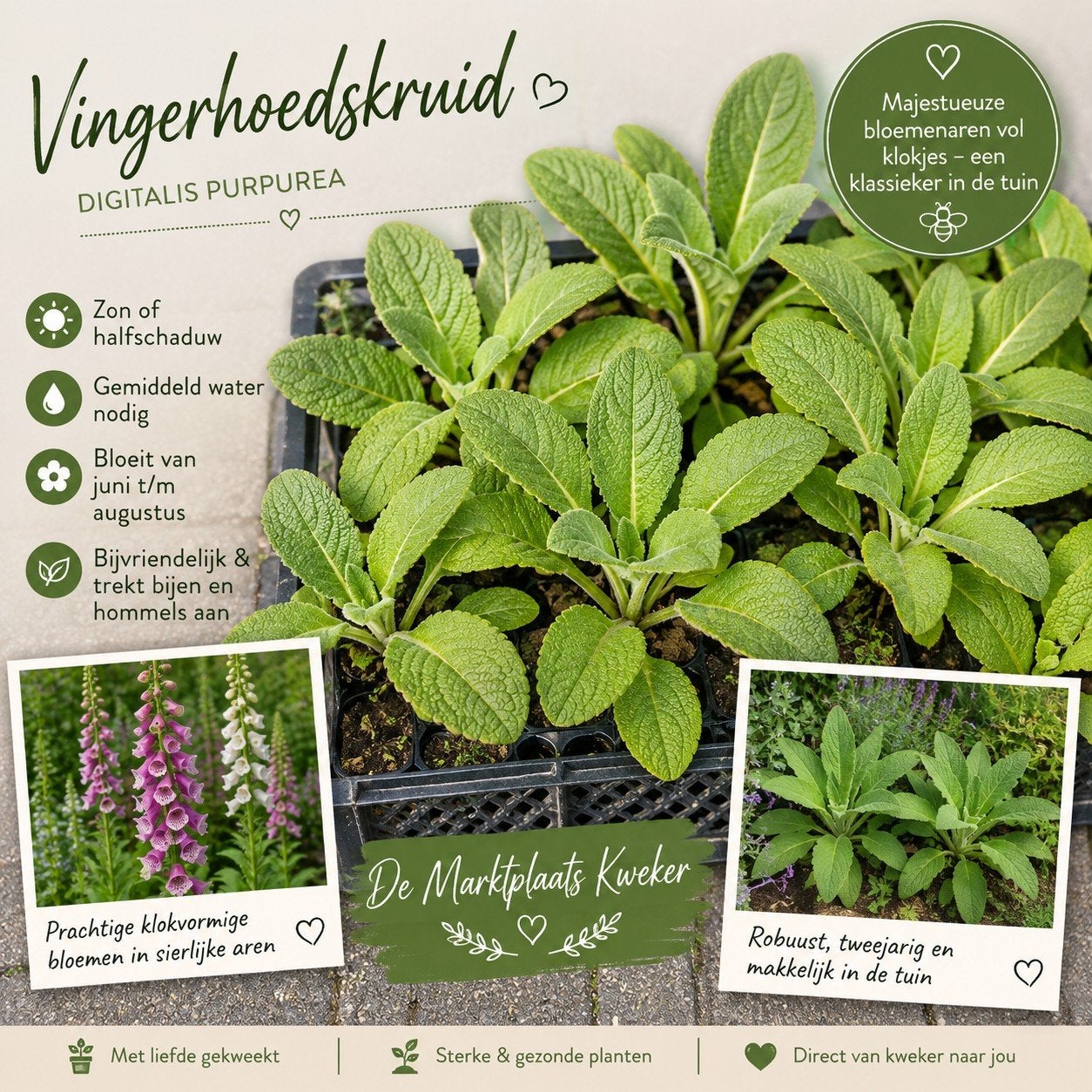 Vingerhoedskruid (Digitalis purpurea) - Tweejarige plant, Overige soorten, Volle zon, Ophalen of Verzenden, Tweejarig