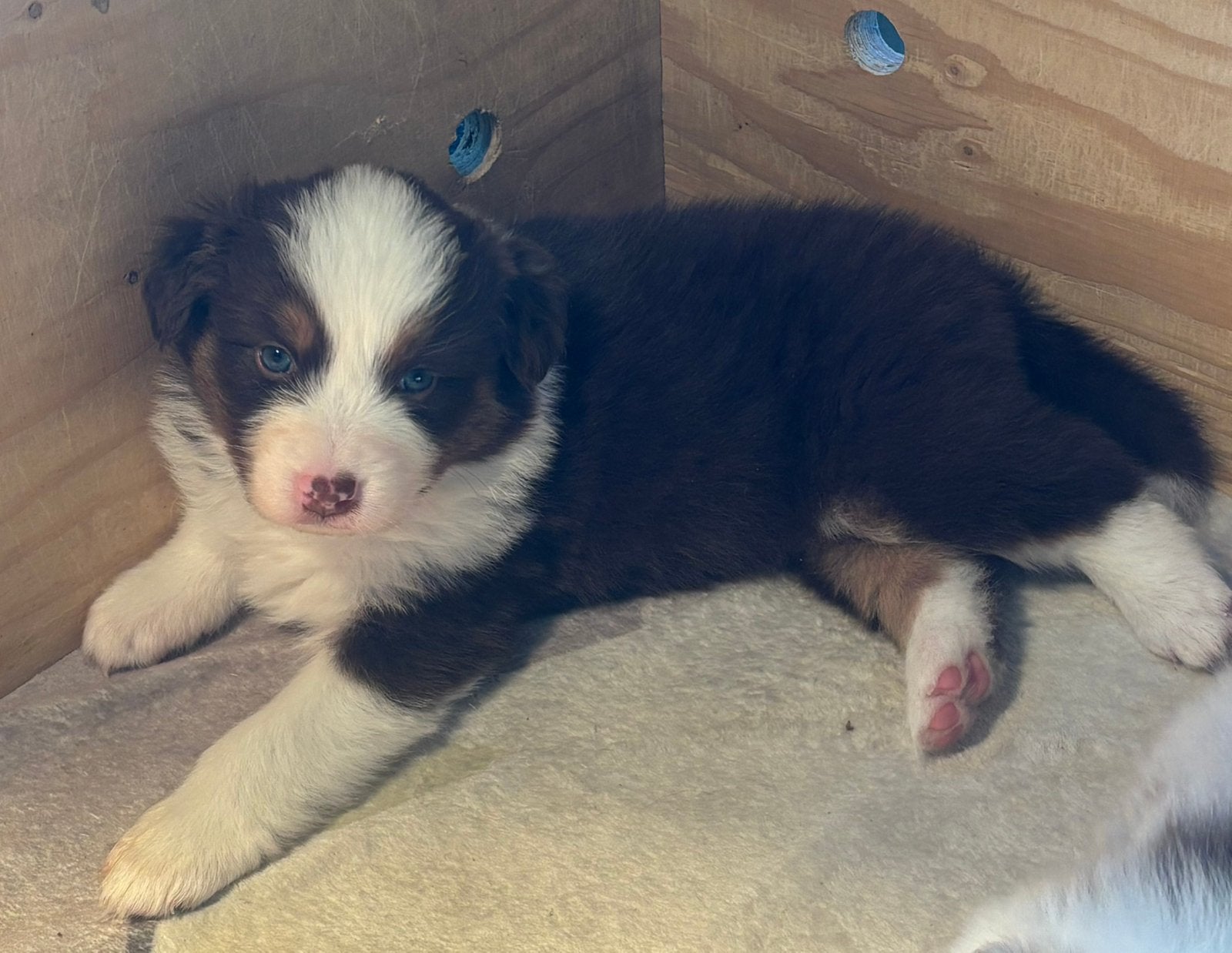 Australian Shepherd / Assie pup te koop, 8 tot 15 weken, Collie, Meerdere, Meerdere dieren
