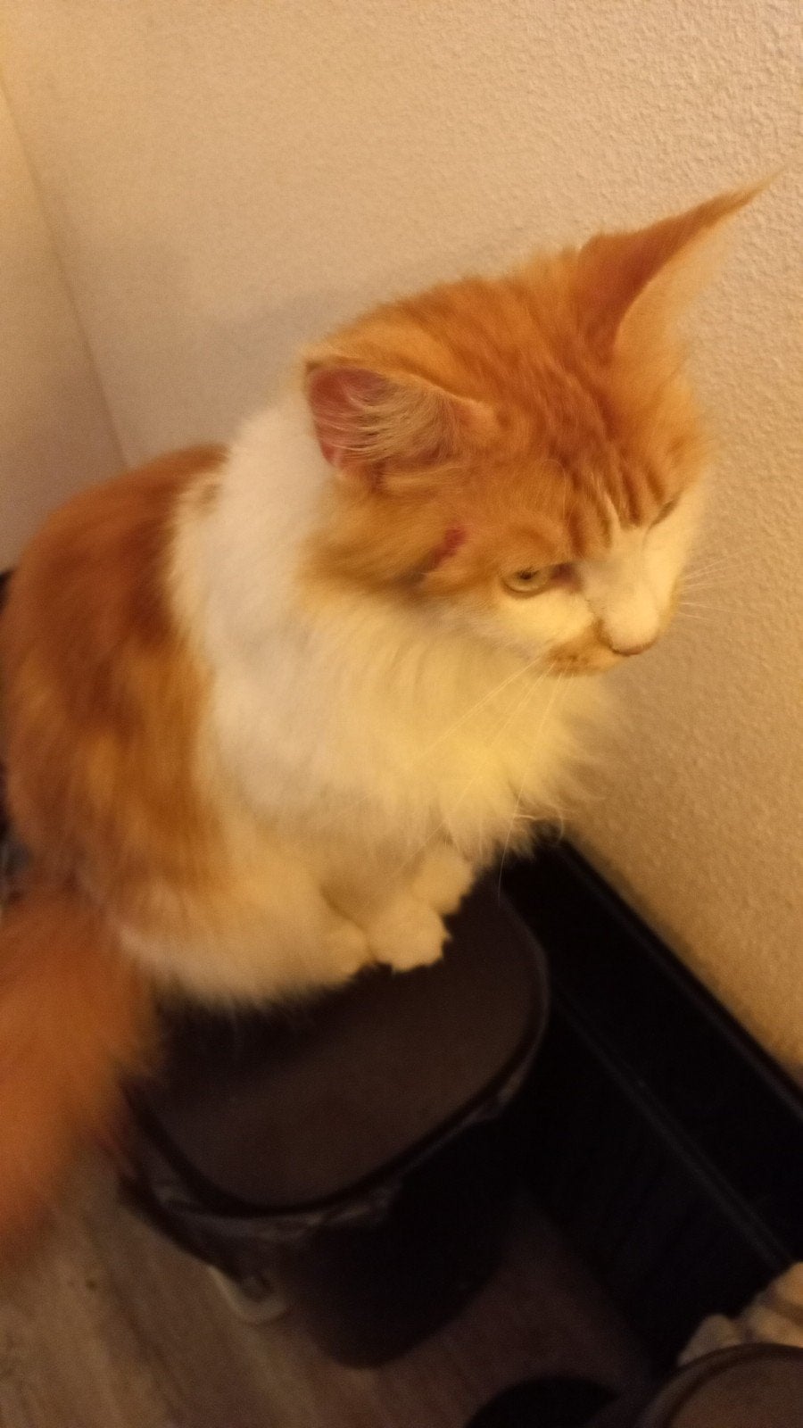 Maine Coon poes 4 jaar, Dieren en Toebehoren, Poes, 3 tot 5 jaar