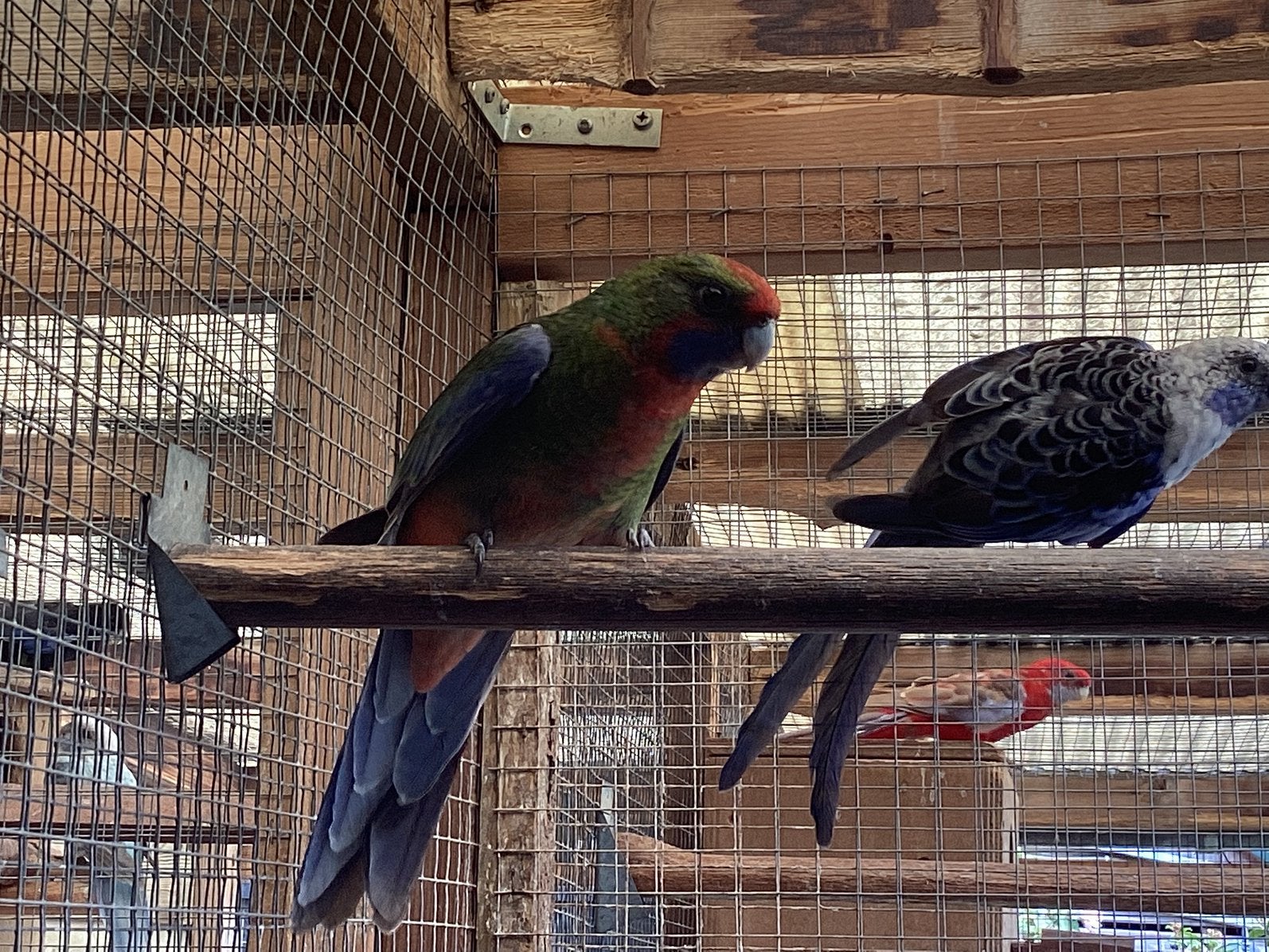 Oranje Penant man, Dieren en Toebehoren, Vogels | Parkieten en Papegaaien, Mannelijk