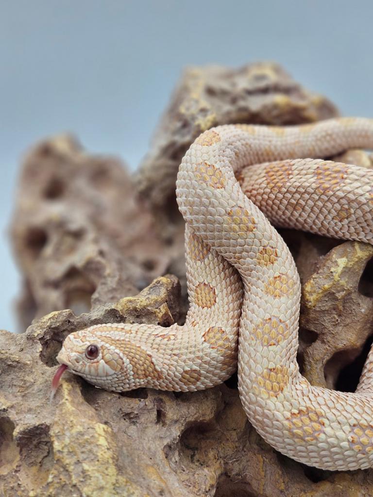 Haakneusslang vrouw, Arctic Albino Conda, Dieren en Toebehoren, Slang, Tam, 0 tot 2 jaar