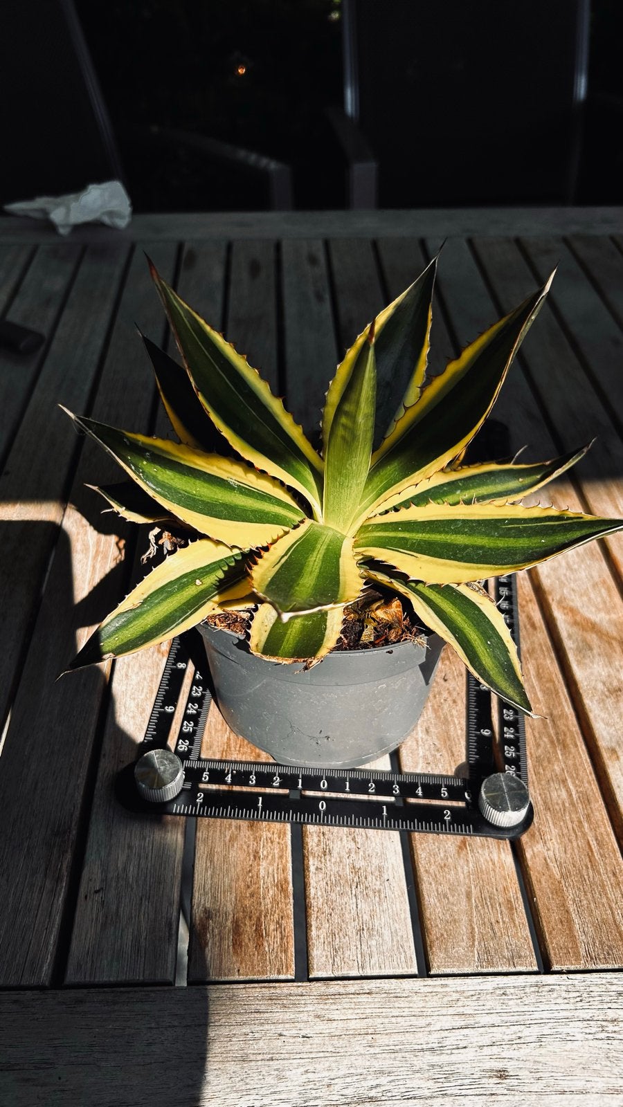 Agave lophantha 'Quadricolor',  gestreepte succulent, Volle zon, Vaste plant, Bloeit niet, Ophalen