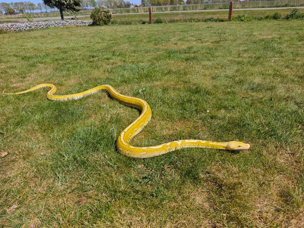 Python retic OGS Dwarf, Dieren en Toebehoren, Slang
