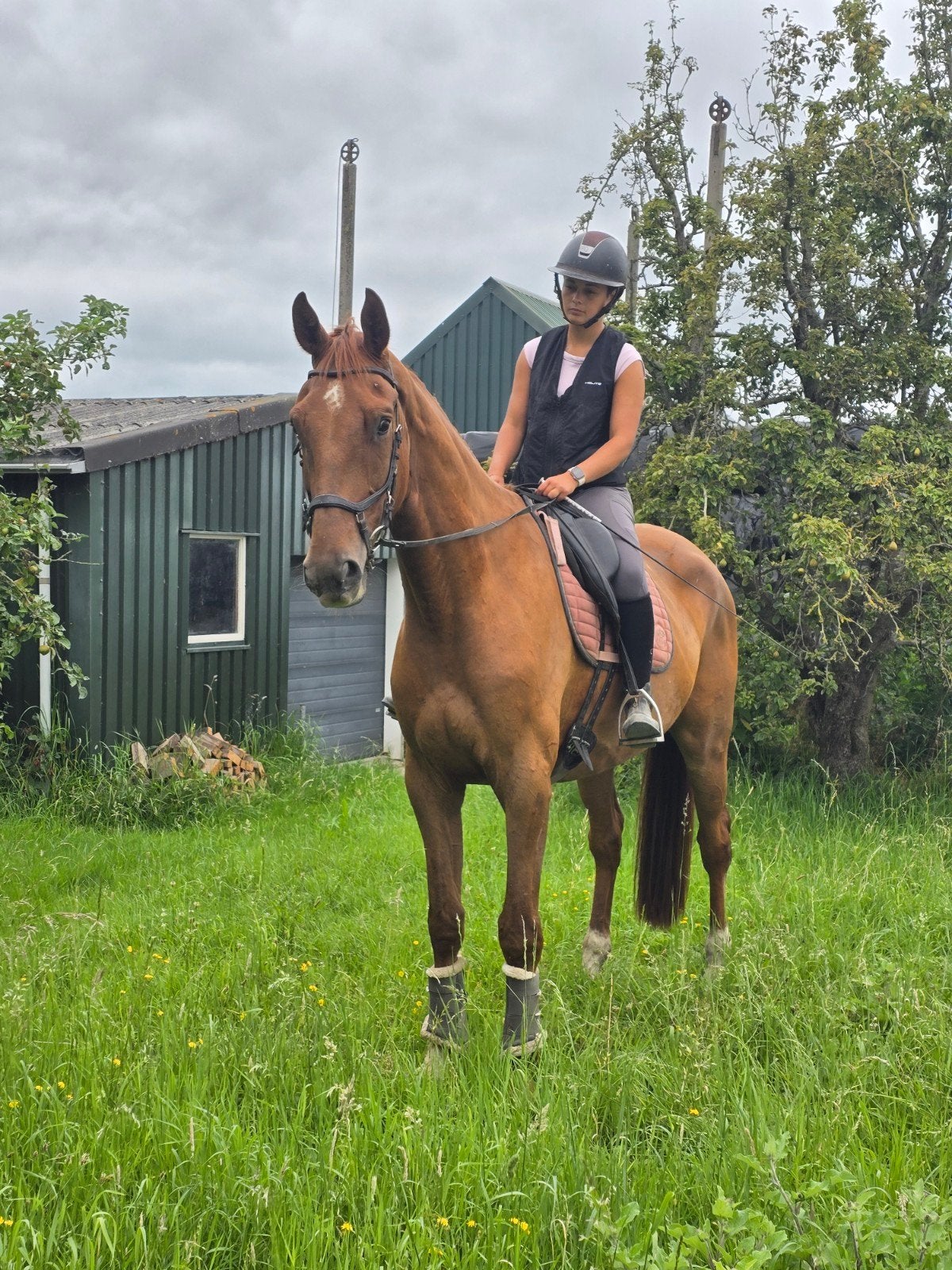 Fanta geweldige grote goedgefokte 4jarige ruin 179cm, Dieren en Toebehoren, Paarden, Ruin, 3 tot 6 jaar