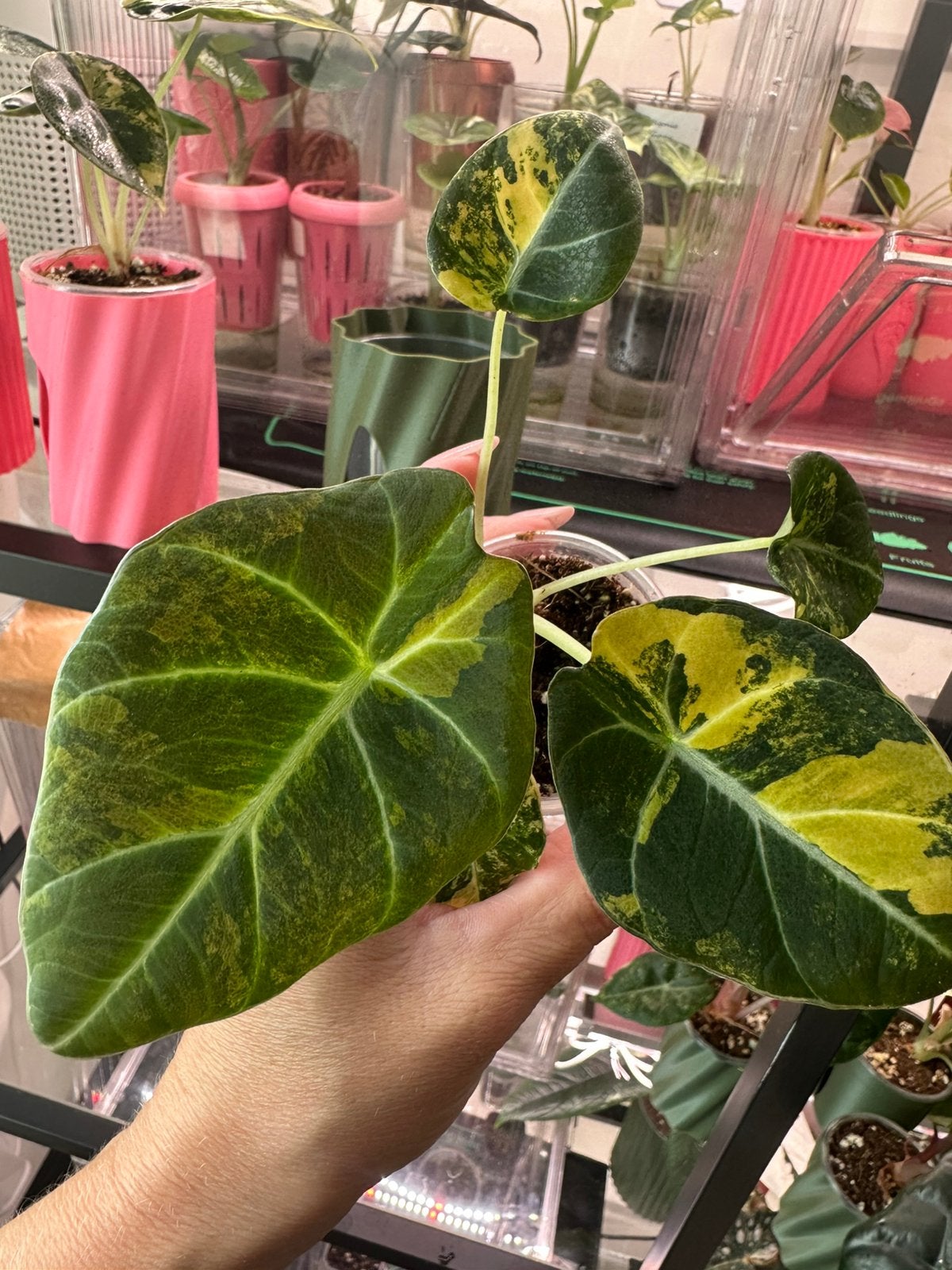 Alocasia black velvet aurea variegata, Huis en Inrichting, Ophalen of Verzenden, Halfschaduw, Minder dan 100 cm
