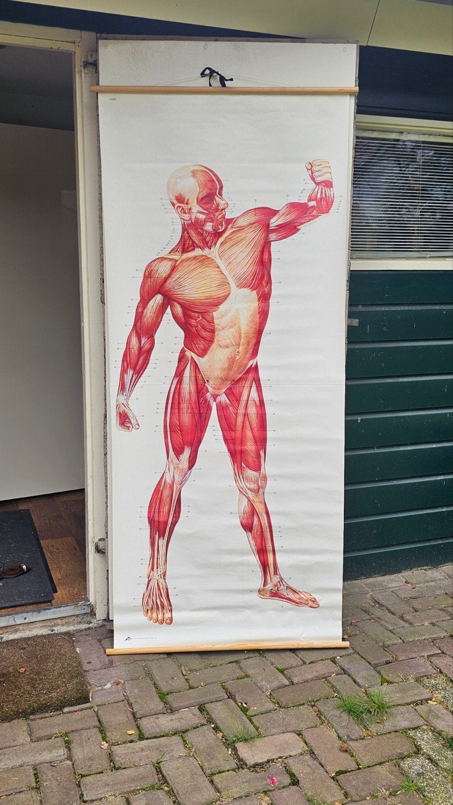 Vintage Anatomie Poster - Spierstelsel Mens, Ophalen of Verzenden