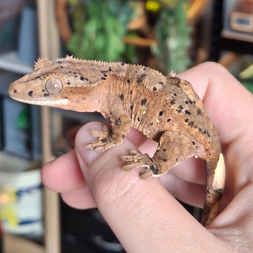 Hele mooie superdalmatian wimpergekko/crested gecko vrouw Crested Gecko - female for sale from Lotus' Creatures