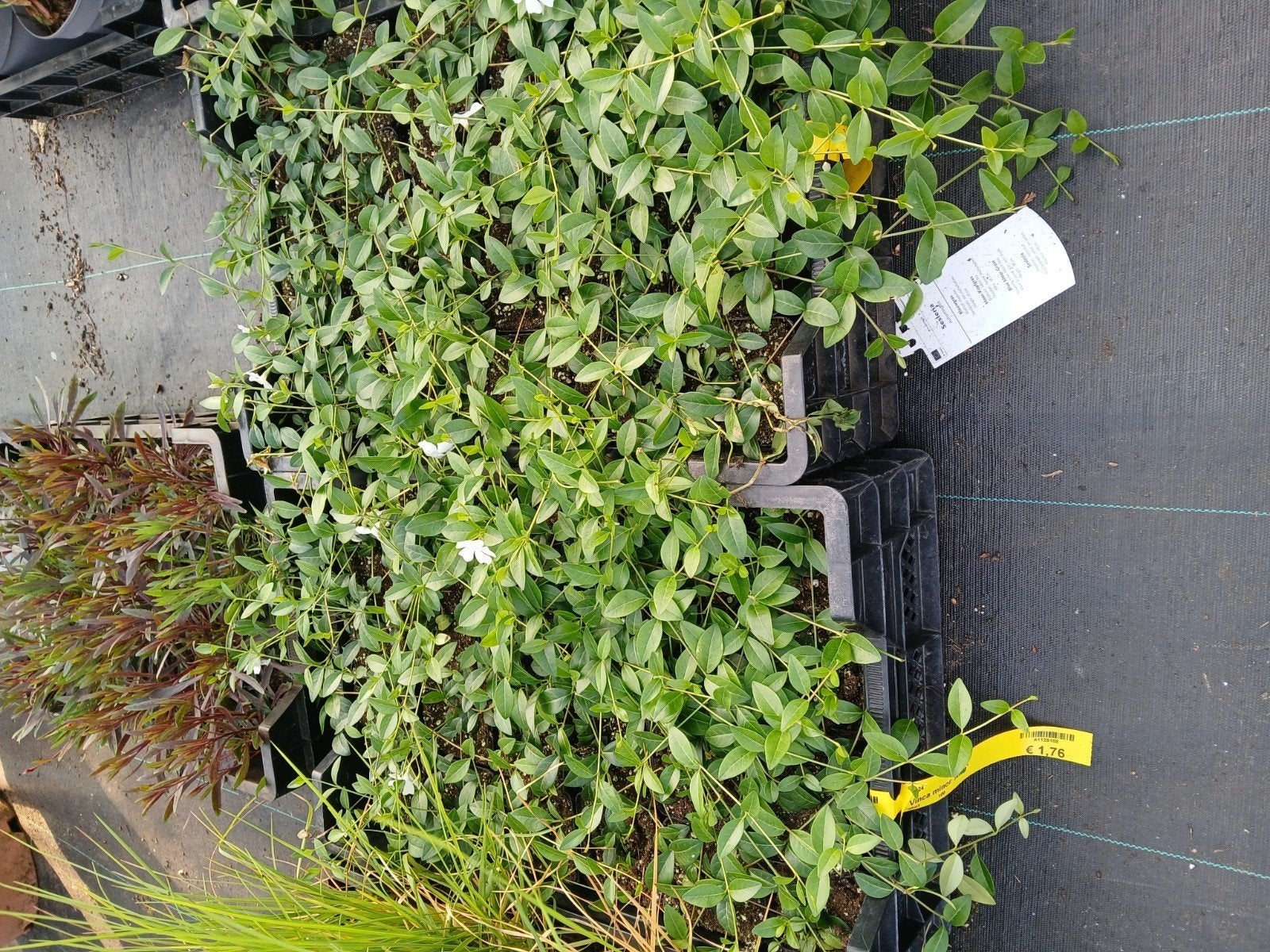 Vinca Minor Alba - Witte Maagdenpalm Bodembedekker, Tuin en Terras, Ophalen of Verzenden, Bodembedekkers, Halfschaduw