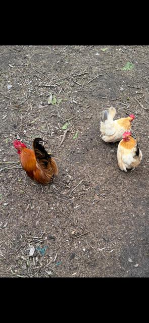 chabo's, Dieren en Toebehoren, Pluimvee, Meerdere dieren, Kip