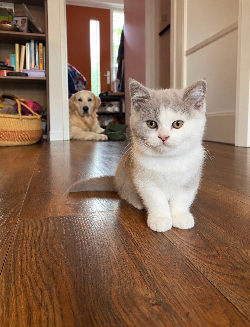 Britse korthaar kitten poesje met stamboom 12 weken oud, Dieren en Toebehoren, Meerdere dieren, Met stamboom, 0 tot 2 jaar