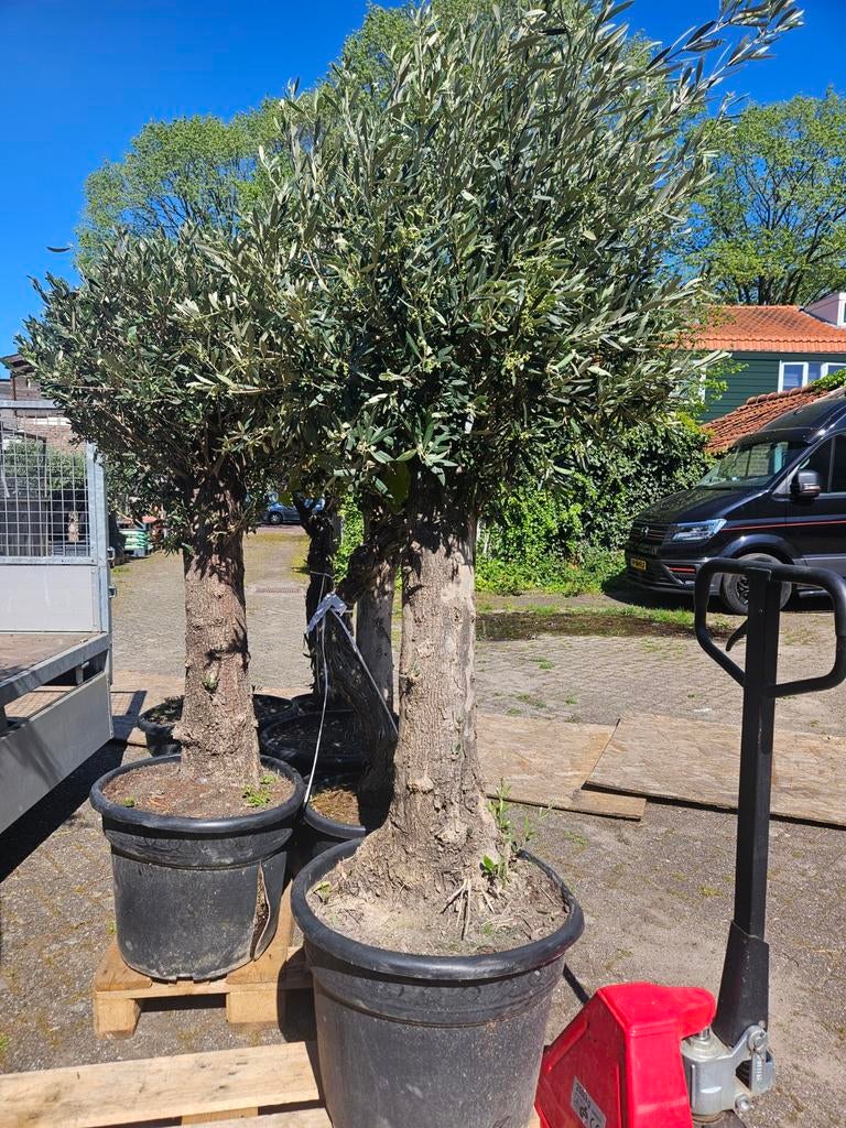 Olijfbomen diverse dikte stammen vanaf 115 euro, Volle zon, Ophalen of Verzenden, 100 tot 250 cm, Olijfboom