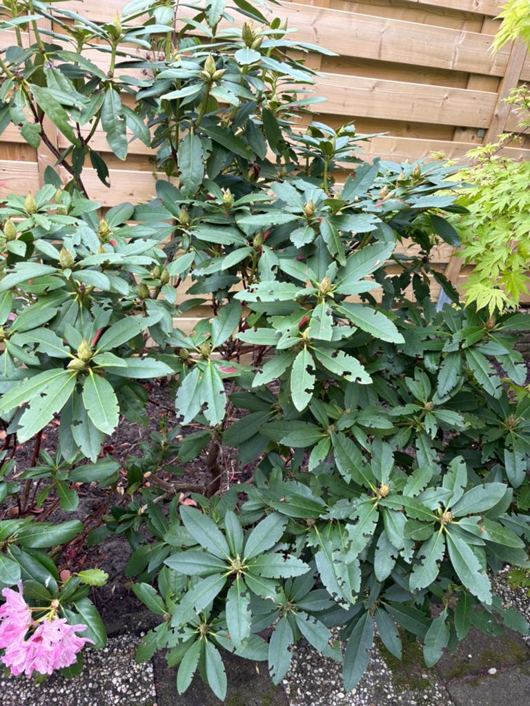 Mooie grote rhododendron, Tuin en Terras, Ophalen, Overige soorten, Halfschaduw
