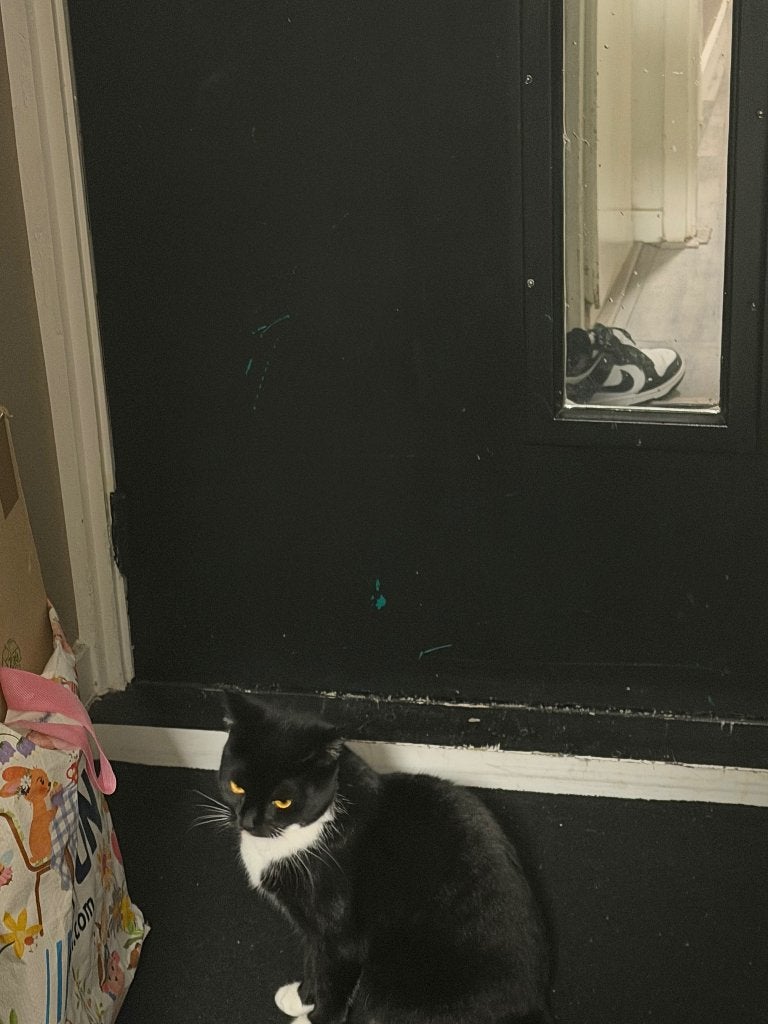Lieve Poes MiMi 14 maanden met spoed weg!!, Dieren en Toebehoren, 0 tot 2 jaar