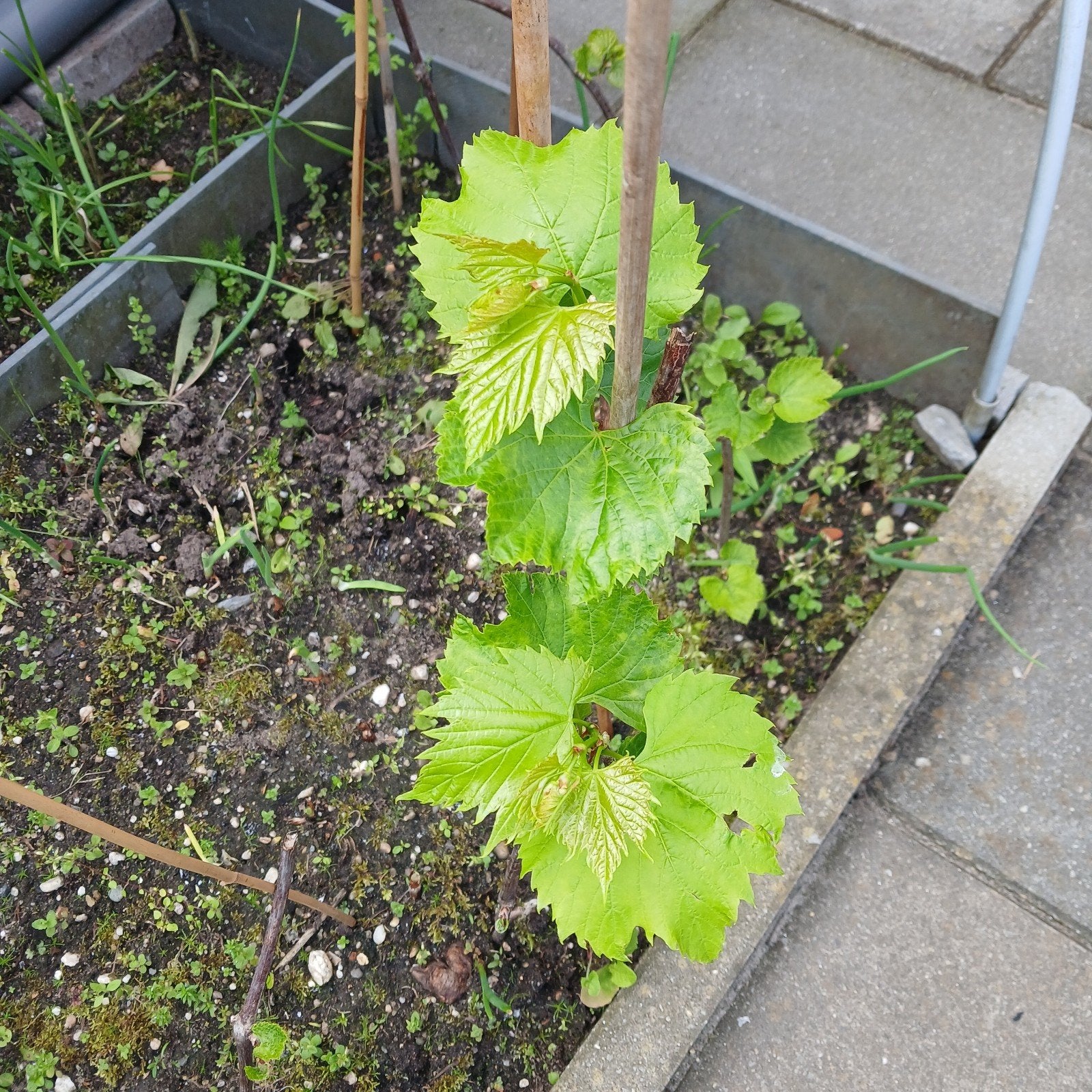 Diverse soorten tuin planten vaste planten beschikbaar, Ophalen of Verzenden, Overige soorten, Volle zon
