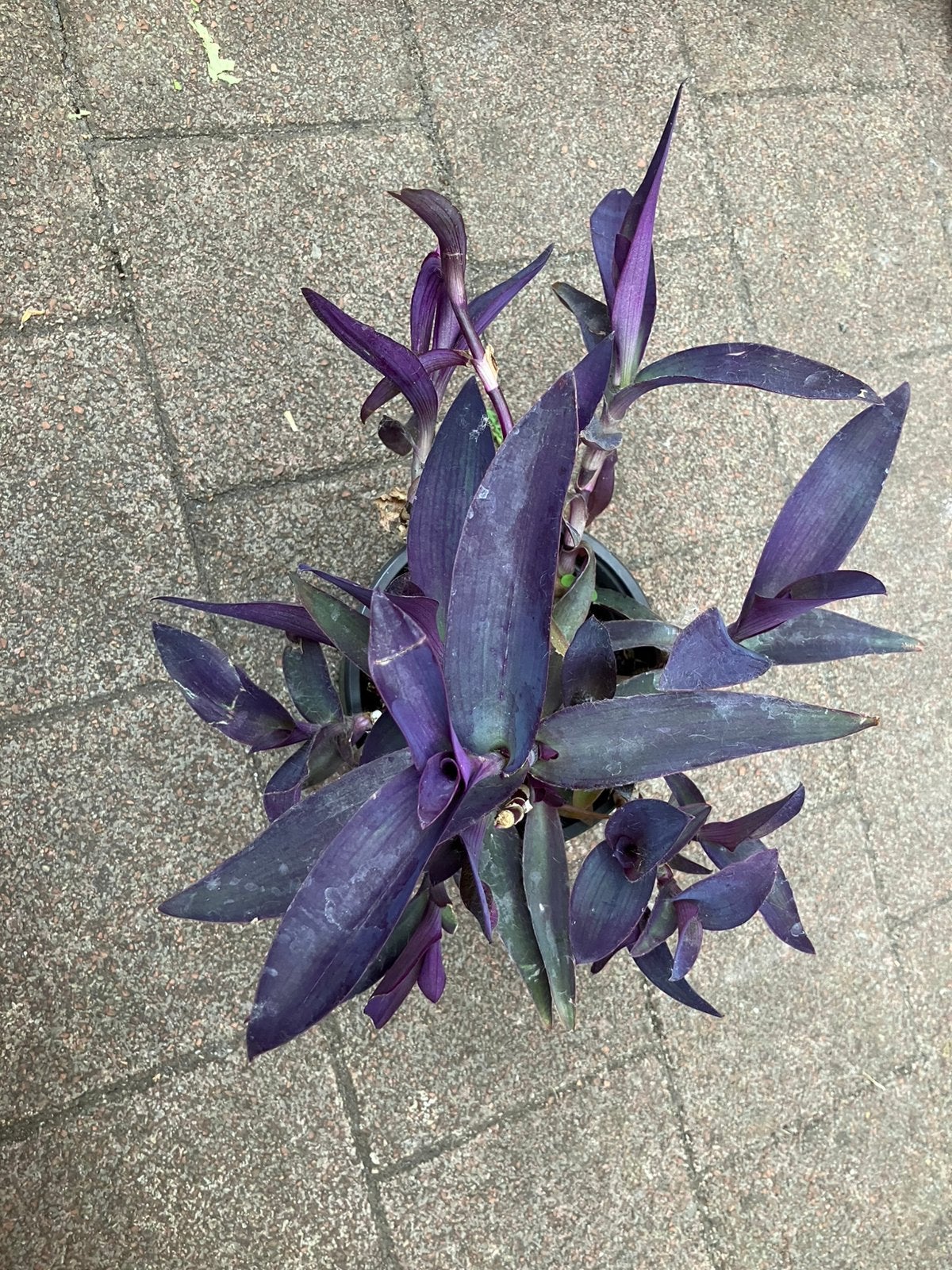 Kamerplant, Ophalen, Halfschaduw, Minder dan 100 cm