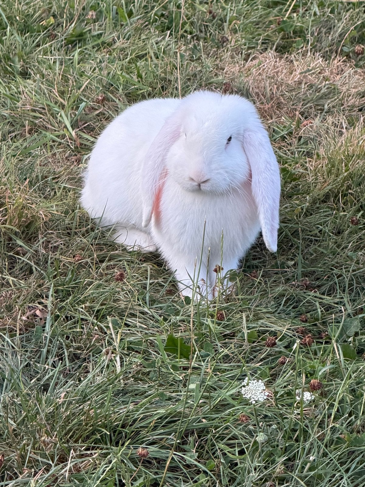 Lief wit Frans Hangoor konijn (Ram), Dieren en Toebehoren, Mannelijk, Groot, Hangoor, 0 tot 2 jaar