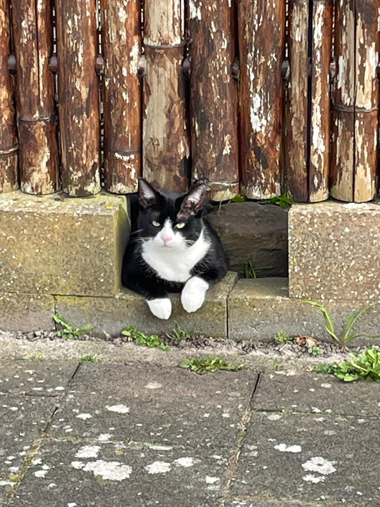 Vakantie oppas katten/ huis/ tuin, Ophalen