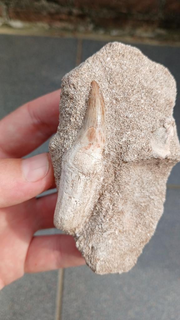 Mosasaurus tand in origineel matrix dinosaurus fossiel, Ophalen of Verzenden, Fossiel