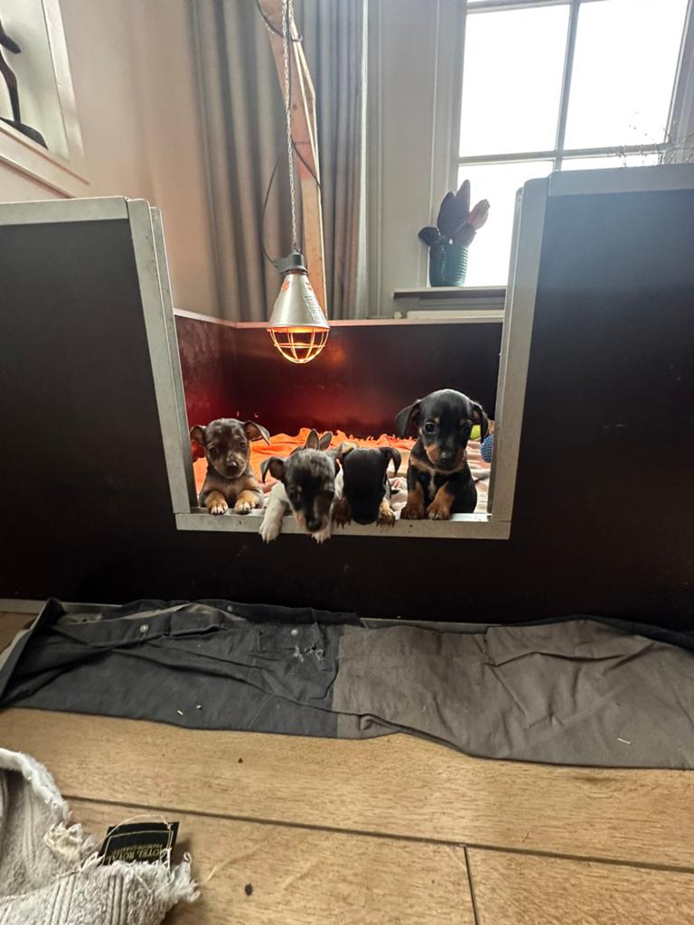 Leuke jack russel pups, Dieren en Toebehoren, Honden | Jack Russells en Terriërs, Parvo, Jack Russell Terriër, 8 tot 15 weken