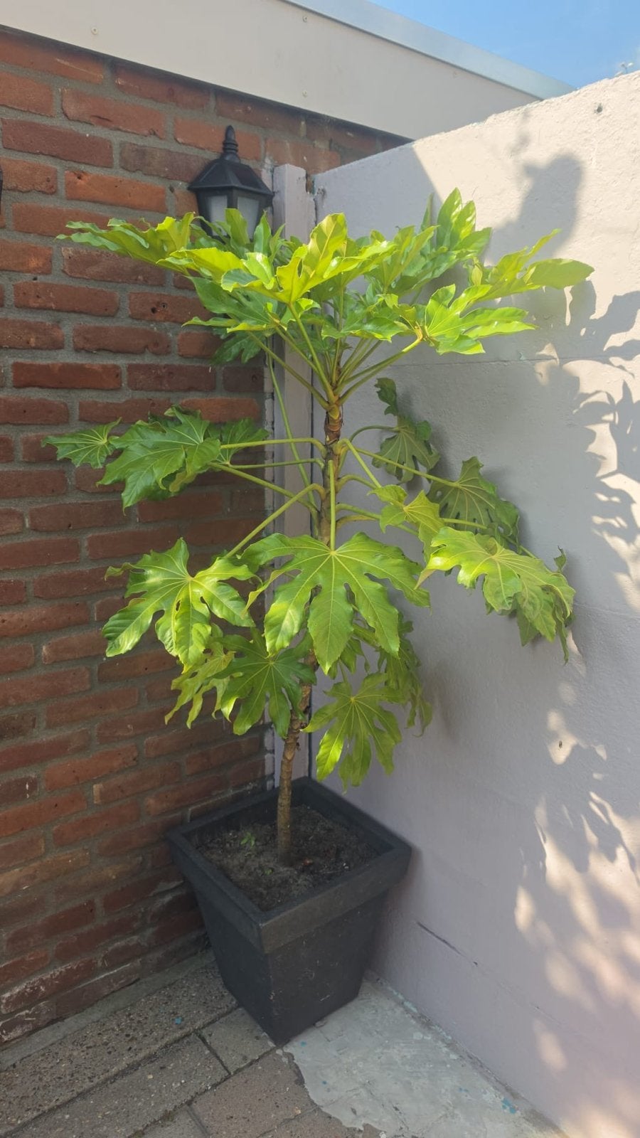 Grote Vingerplant (Fatsia Japonica) in pot, Overige soorten, Vaste plant, Ophalen of Verzenden, Bloeit niet