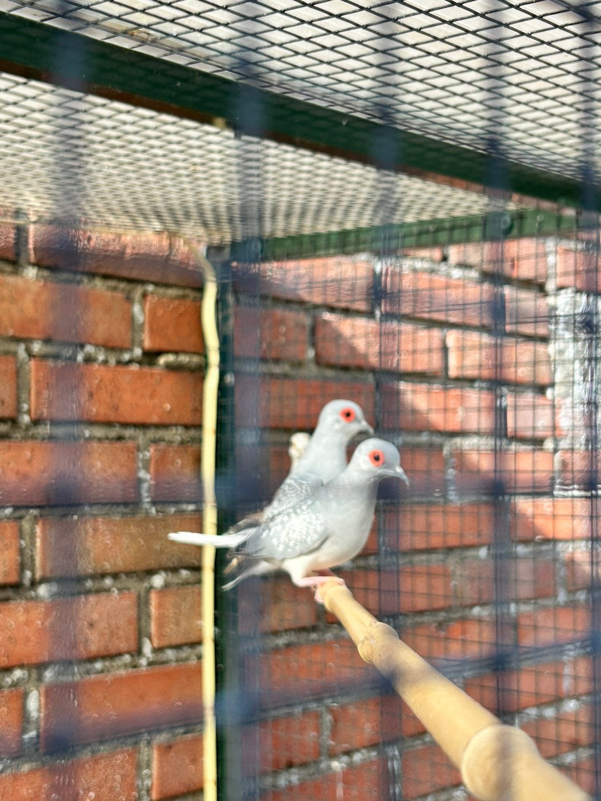 Diamantduifjes, Dieren en Toebehoren, Mannelijk