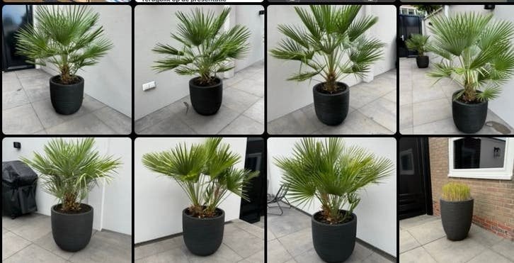Zwarte Capi Rib potten met palm -set van 5, Tuin en Terras, Ophalen, Overige soorten, Volle zon