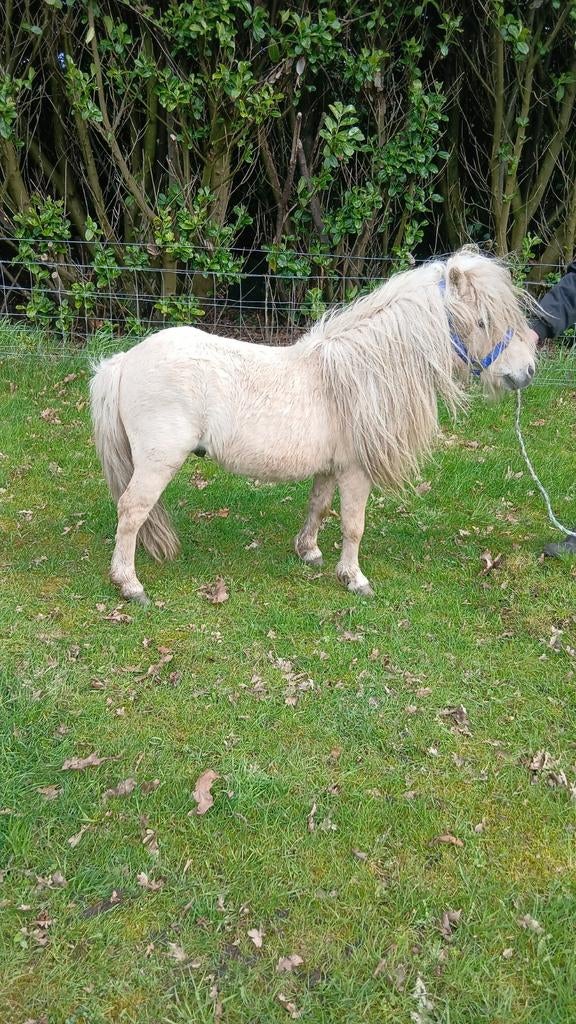 Palemino dekhengst, Dieren en Toebehoren, Pony's, Hengst, 0 tot 2 jaar