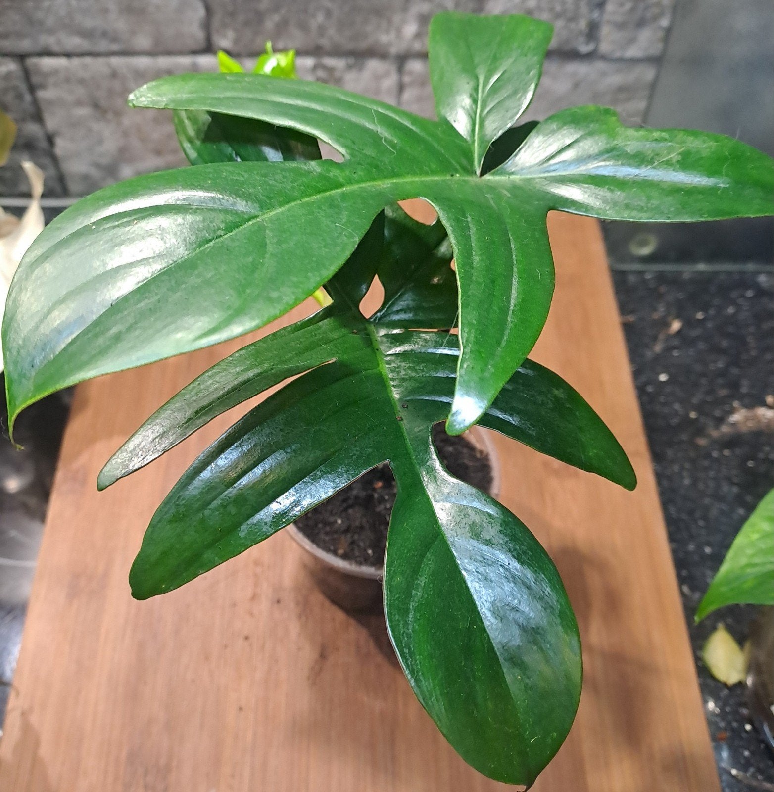 Philodendron Florida Green, Ophalen of Verzenden, Halfschaduw, Minder dan 100 cm
