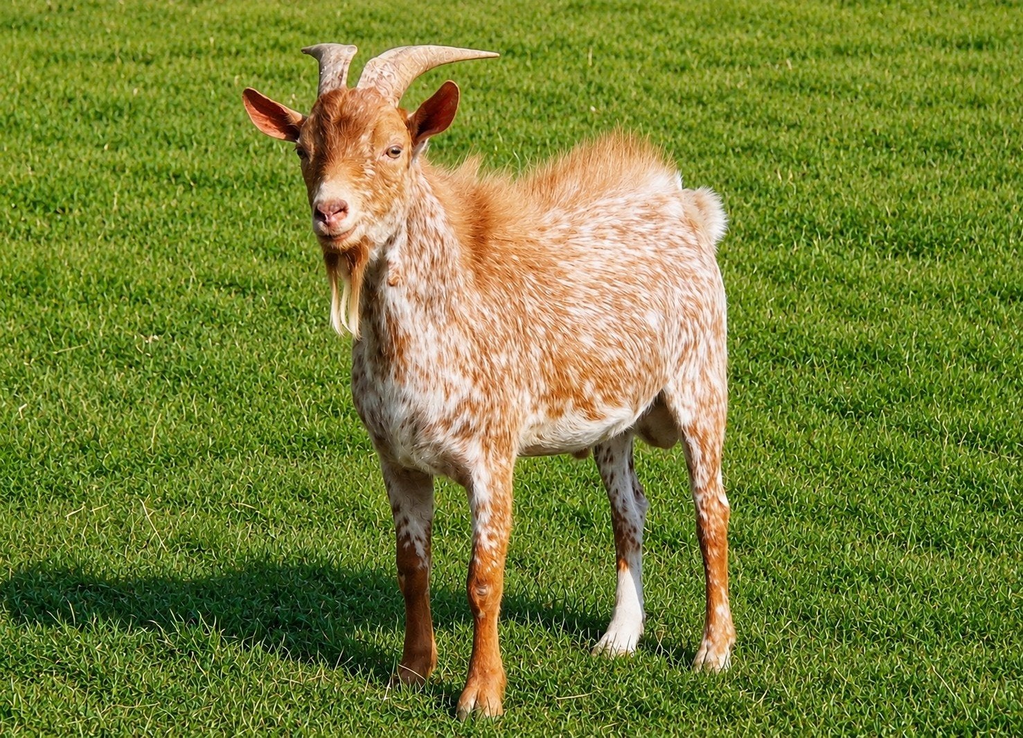 Fantastisch gefokte rode hermelijn bok!, Dieren en Toebehoren, Schapen, Geiten en Varkens, Mannelijk, Geit, 0 tot 2 jaar