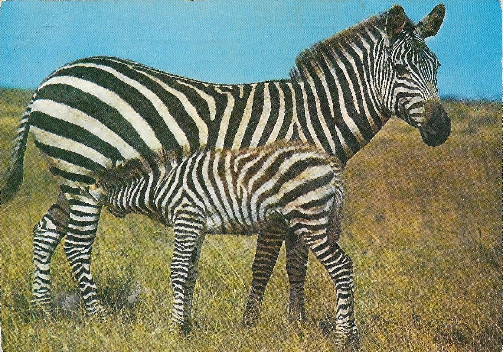 Ansichtkaart  	Zebra	met veulen, Verzamelen, Verzenden, 1960 tot 1980, Gelopen, Paard