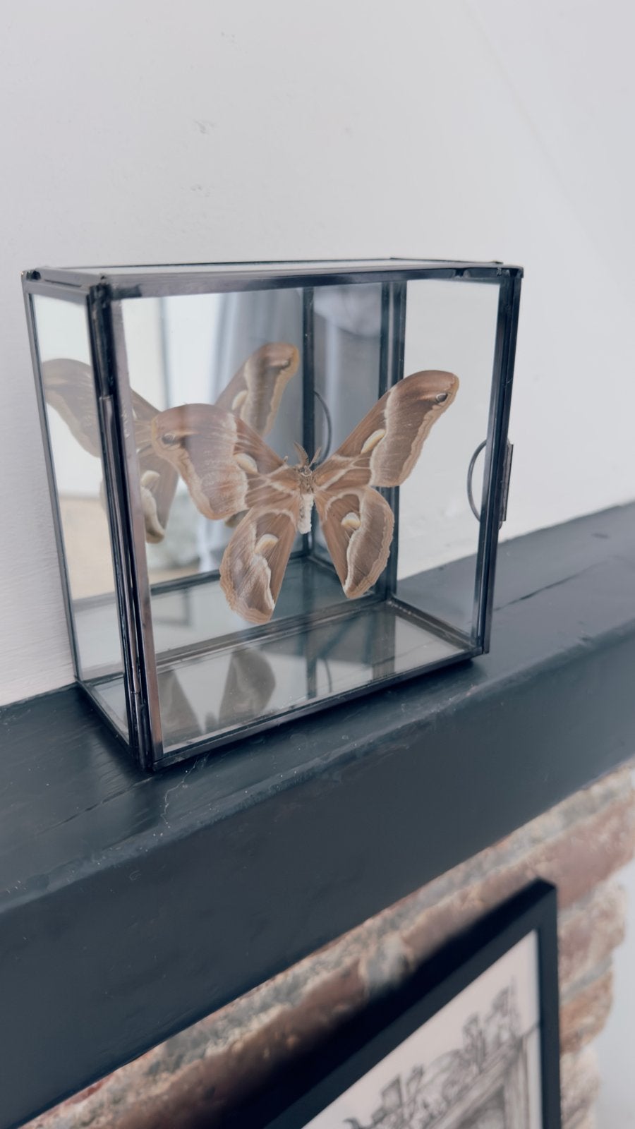 Prachtige Atlasvlinder in Glazen Vitrine, Verzamelen, Ophalen of Verzenden, Zo goed als nieuw, Insect, Opgezet dier