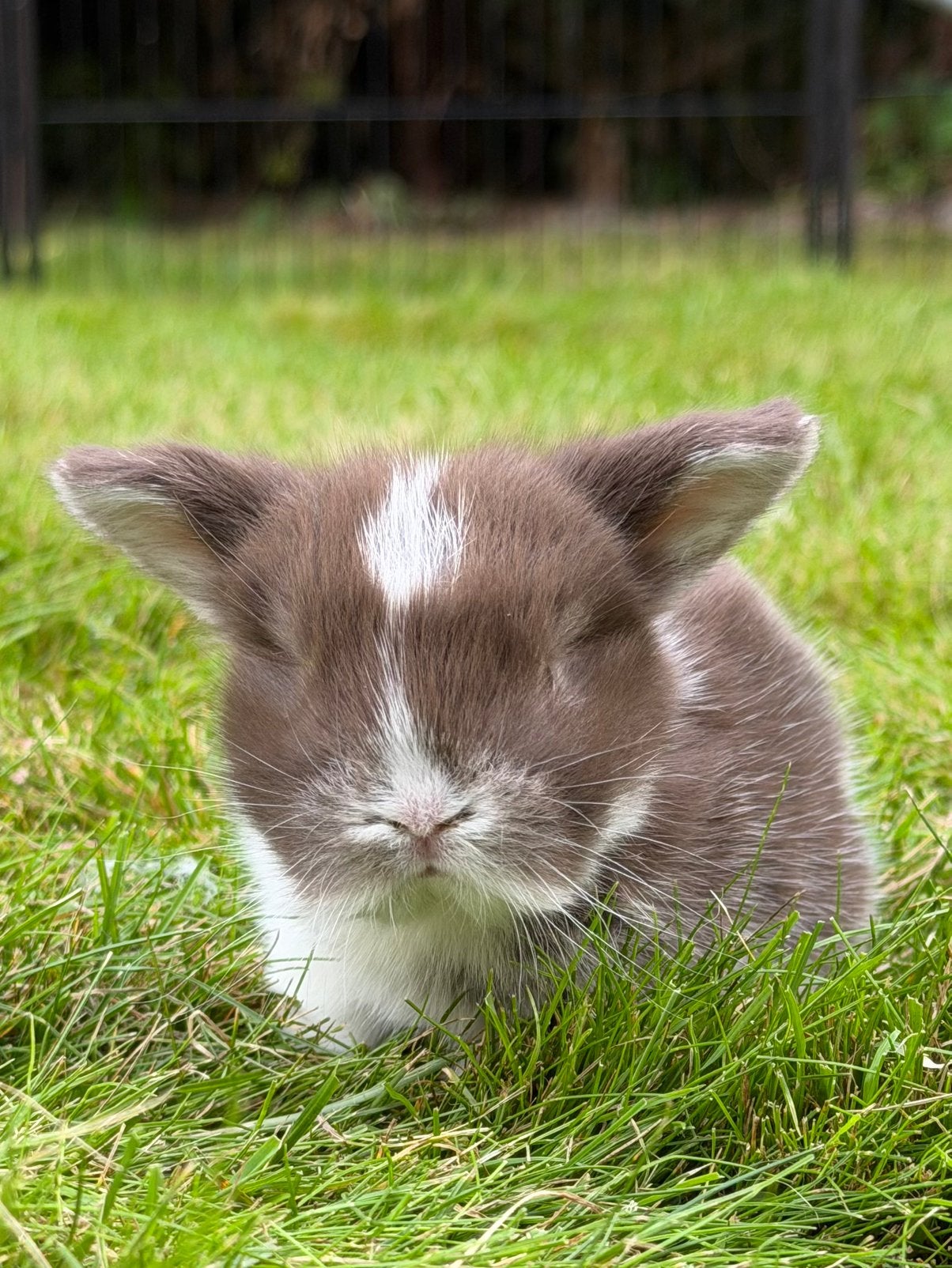 Prachtige Minilop konijntjes te reserveren!, Meerdere dieren, Dwerg, Hangoor, 0 tot 2 jaar