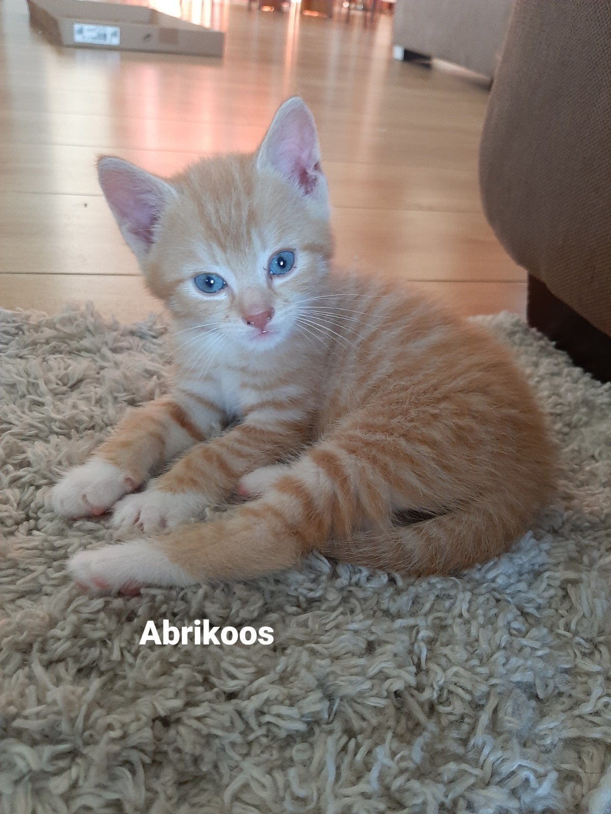 Kittens te koop, Meerdere dieren