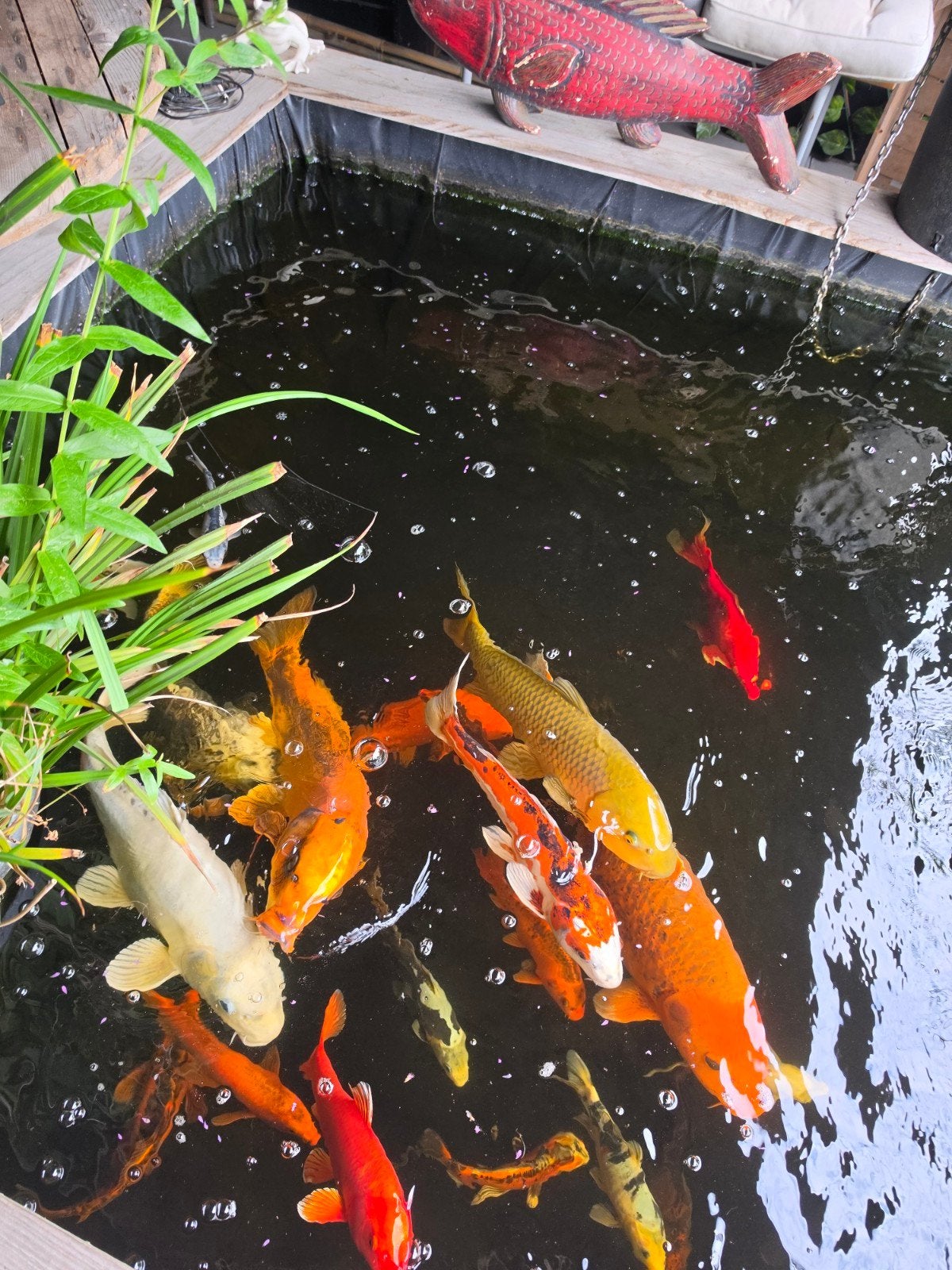koi karpers te koop 40 stuks, Dieren en Toebehoren, Karper of Koi