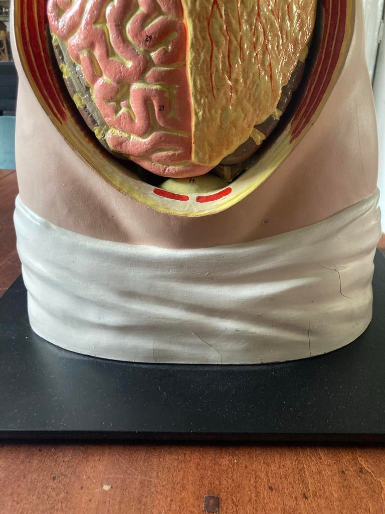 Vintage Anatomisch Torso Model - Menselijke Organen, Ophalen of Verzenden, Zo goed als nieuw