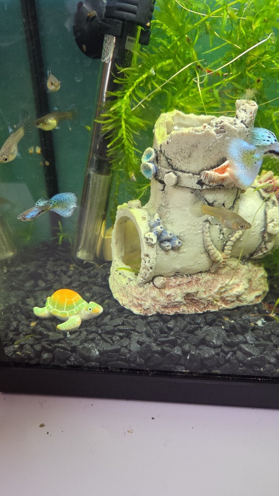 20 raszuivere baby's van de
Singa Blue Grass guppen voor 35€, Vis, Zoetwatervis, Schoolvis