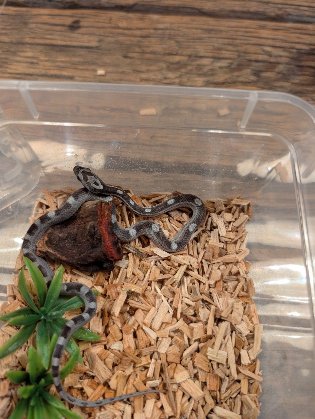 Super mooie korenslangen (genen bommetjes) Corn Snake photo 6