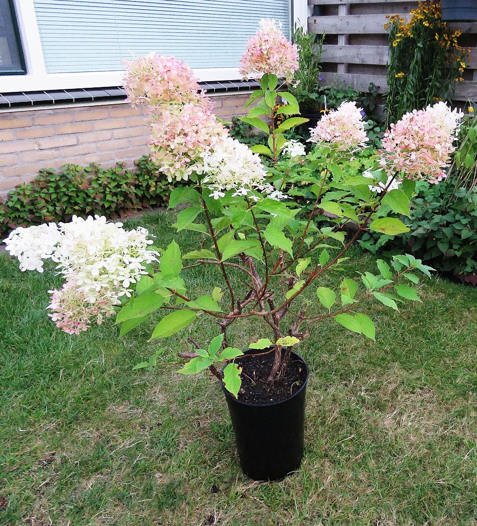Vaste plant : Pluimhortensia  15 euro, Vaste plant, Halfschaduw, Zomer, Ophalen