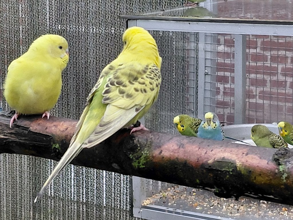5 jonge Grasparkieten/parkietjes., Geslacht onbekend, Parkiet