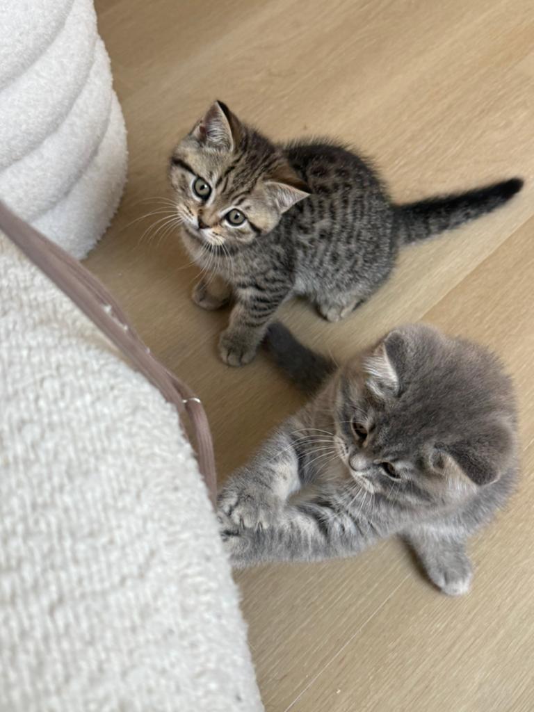 Britse korthaar kittens, mogen zaterdag nest verlaten, Dieren en Toebehoren, Katten en Kittens | Raskatten | Korthaar, Meerdere dieren