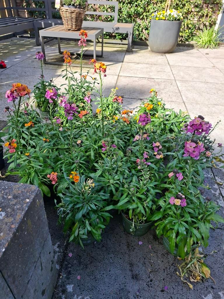 Kleurrijke Muurbloem (Erysimum) - Diverse kleuren, Tuin en Terras, Ophalen of Verzenden, Overige soorten, Volle zon