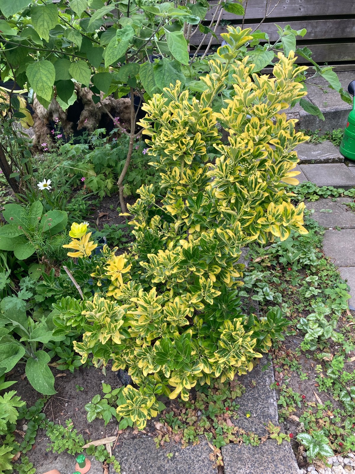Euonymus japonicus Bravo kardinaalsmuts, Tuin en Terras, Ophalen, Overige soorten, Minder dan 100 cm