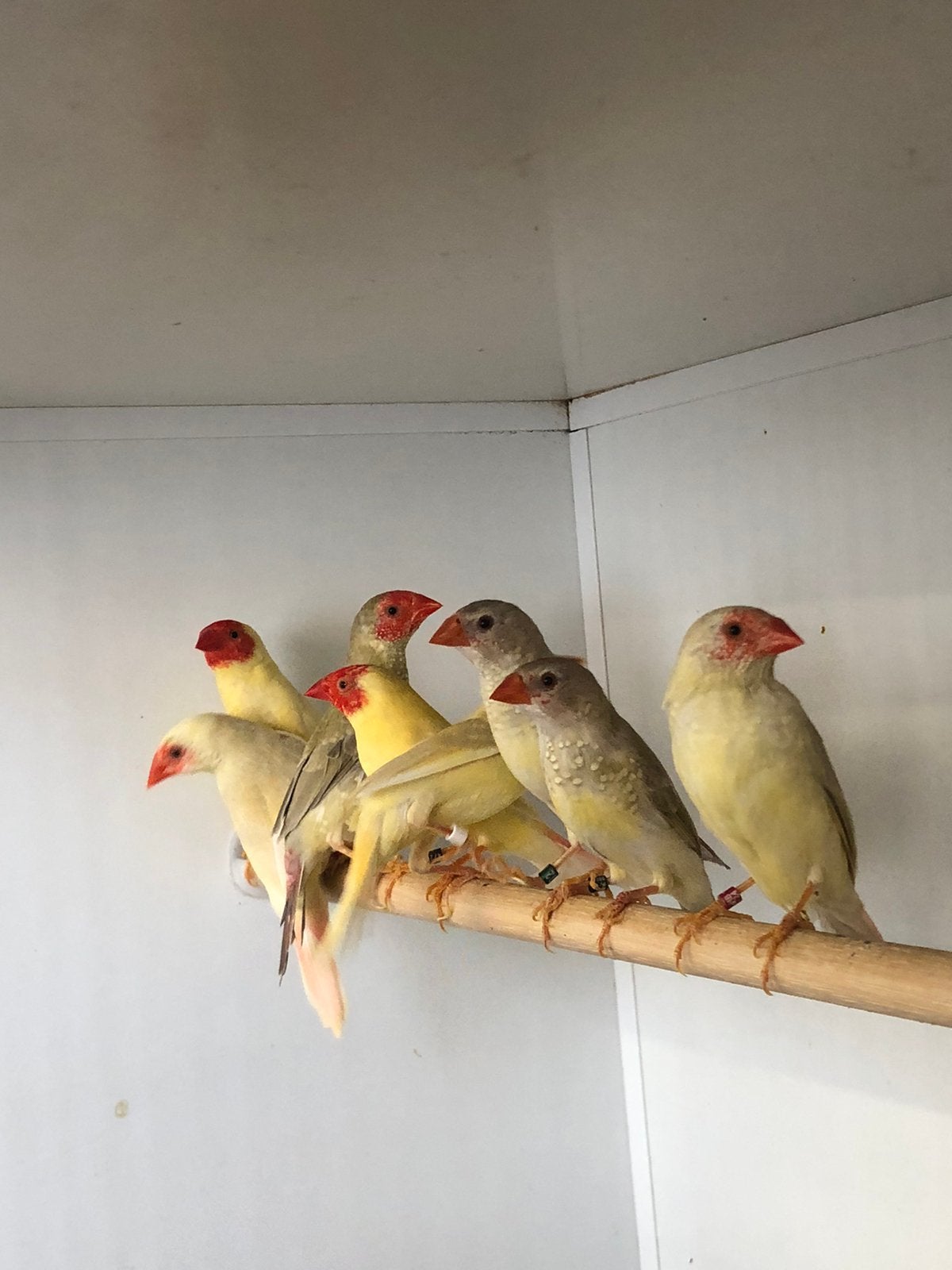 Binsenastrilde div Mutaties, Meerdere dieren