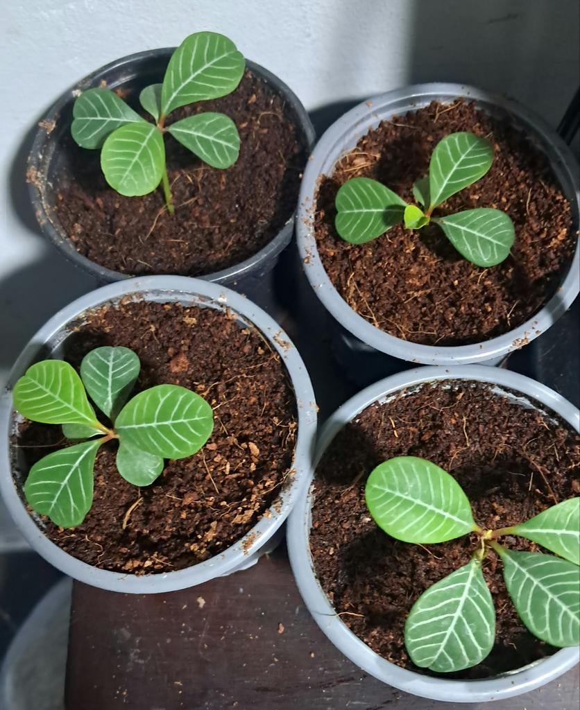 Jonge Euphorbia leuconeura plantjes - 6 mnd i mnd 1 jaar oud, Huis en Inrichting, Kamerplanten, Overige soorten, Ophalen of Verzenden