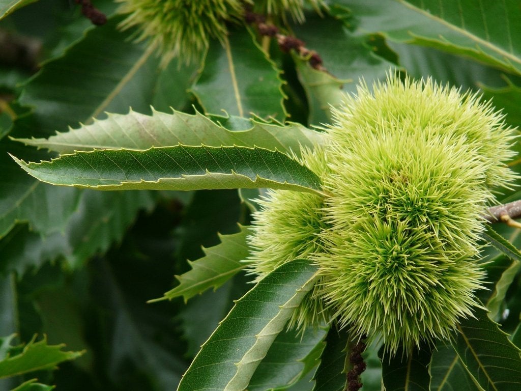 4 Grote Tamme Kastanje boom 300 cm  € 100, Lente, 100 tot 250 cm, Volle zon, In pot