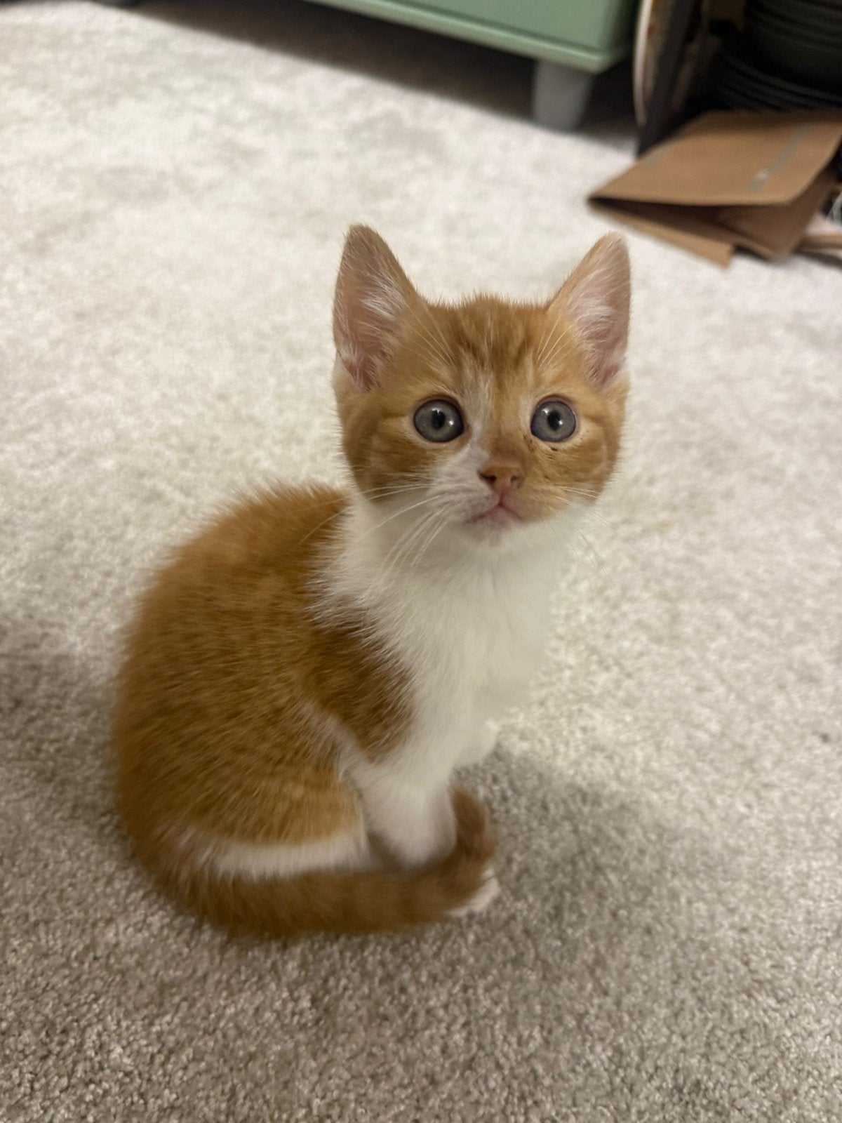 4 kittens, rood wit. Direct af te halen., Meerdere dieren