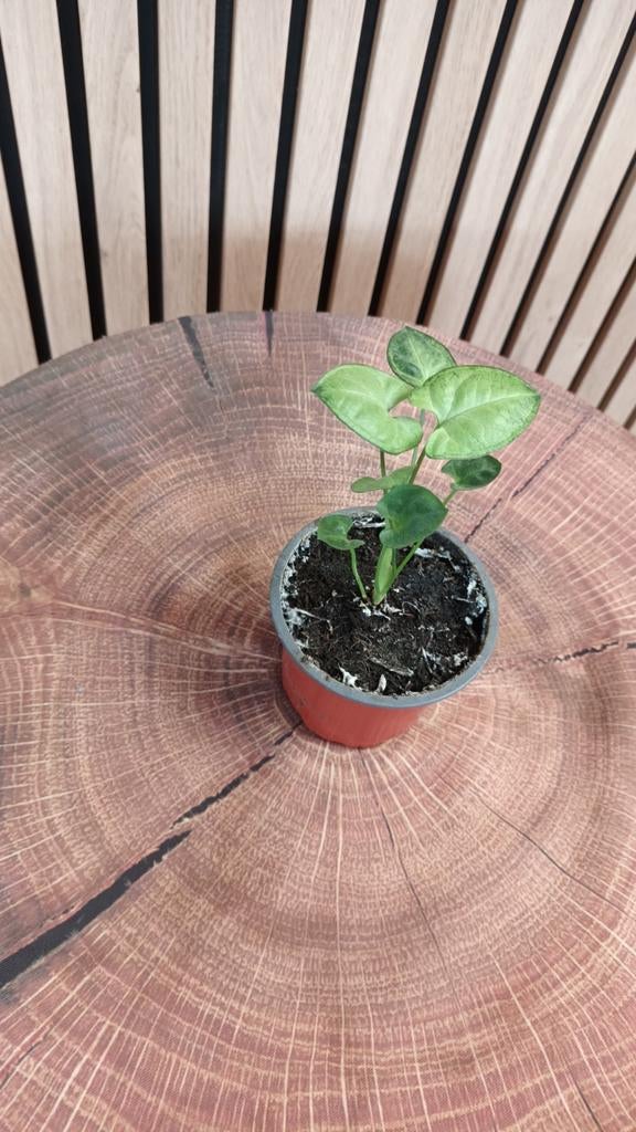 Leuk Kamerplantje- Syngonium soort!, Huis en Inrichting, Kamerplanten, Ophalen of Verzenden, Halfschaduw, Minder dan 100 cm