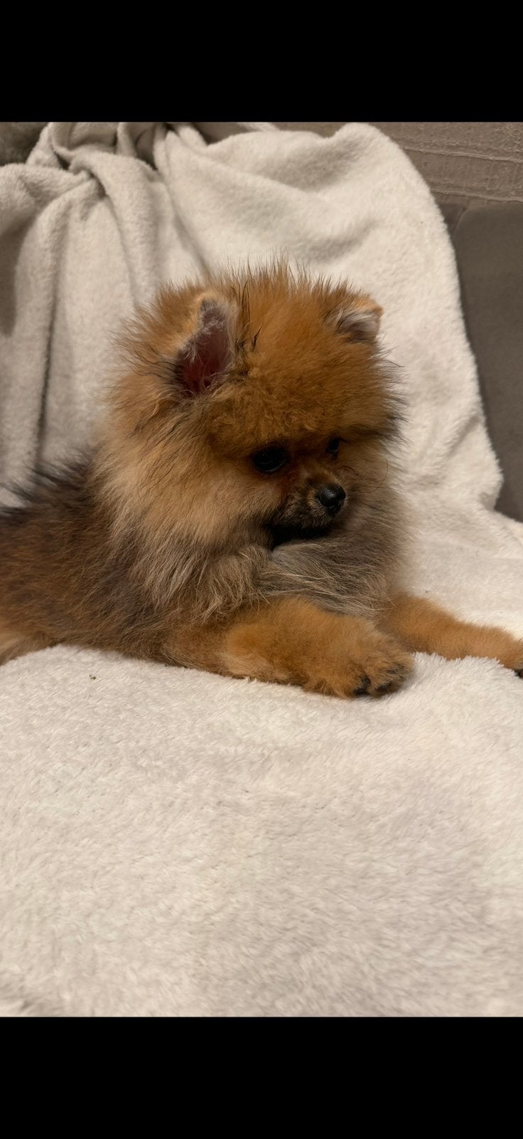 Pomeriaan reu, Dieren en Toebehoren, Particulier, Keeshond, 15 weken tot 1 jaar, Reu